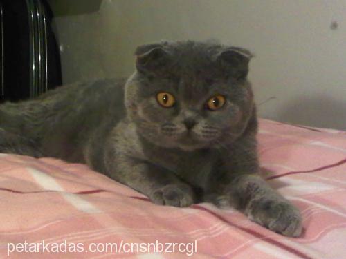 yoyo Dişi Scottish Fold