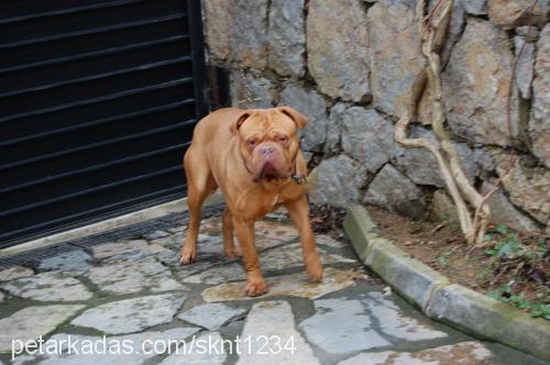 carlos Erkek Fransız Mastiff