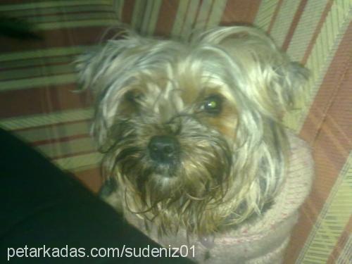 prenses Dişi Yorkshire Terrier