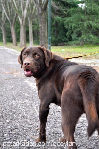 mocha Erkek Labrador Retriever