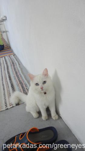 bellapaşa Dişi Ankara Kedisi (Angora)