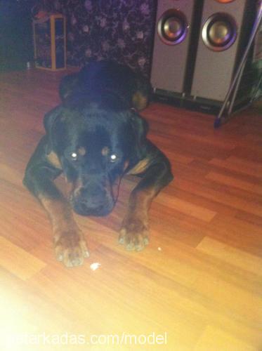 zeus Erkek Rottweiler