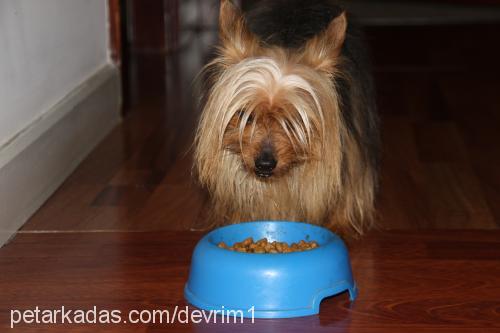 tommy Erkek Yorkshire Terrier