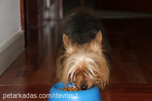 tommy Erkek Yorkshire Terrier