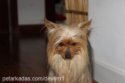 tommy Erkek Yorkshire Terrier