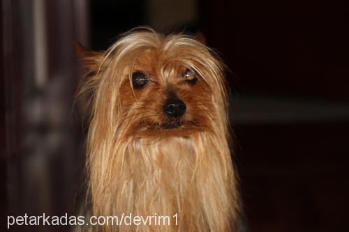 tommy Erkek Yorkshire Terrier