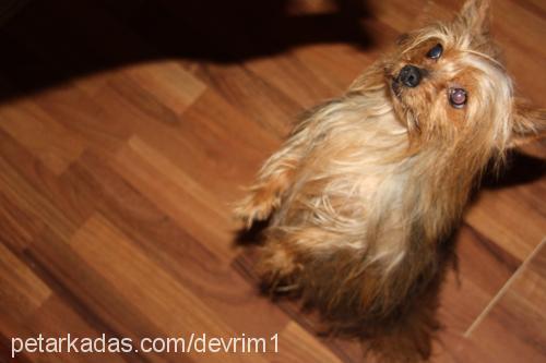 tommy Erkek Yorkshire Terrier