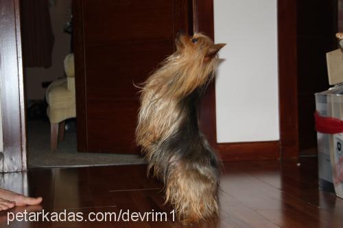 tommy Erkek Yorkshire Terrier