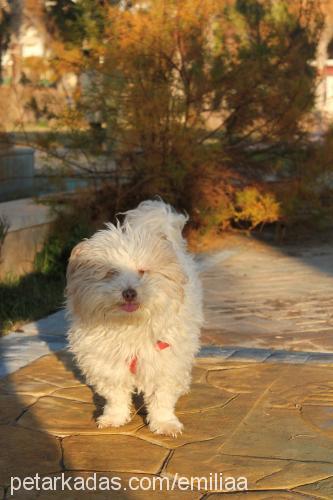 bulut Erkek West Highland White Terrier