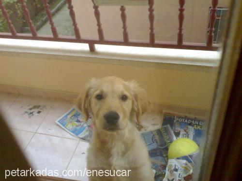 ares Erkek Golden Retriever