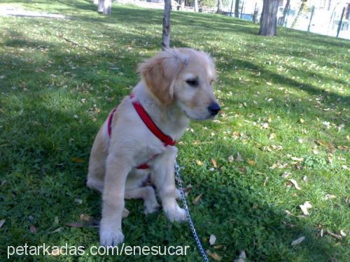 ares Erkek Golden Retriever