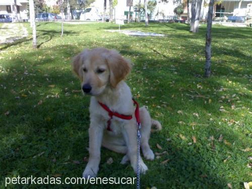 ares Erkek Golden Retriever