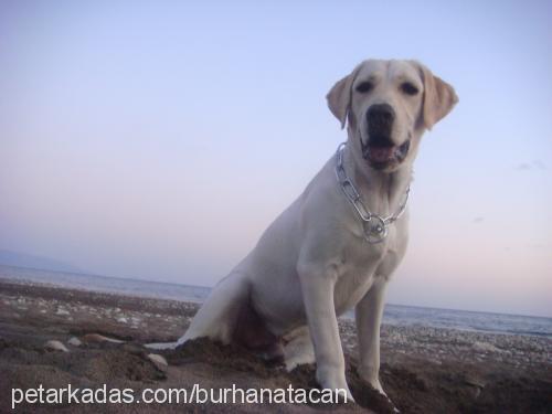 dost Erkek Labrador Retriever