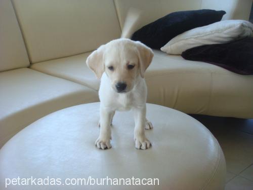 dost Erkek Labrador Retriever