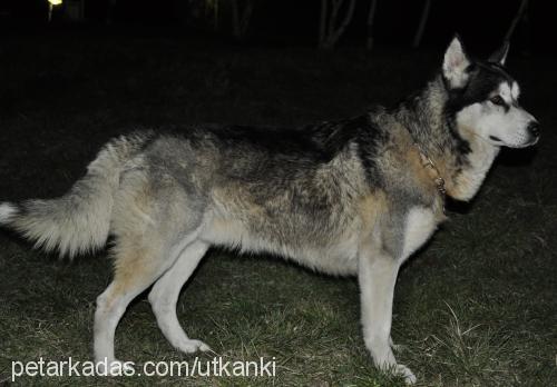 haşmet Erkek Alaskan Malamute