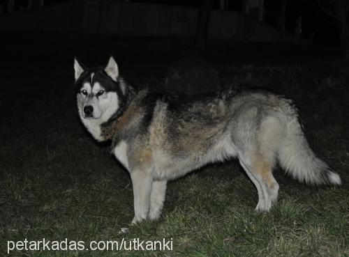 haşmet Erkek Alaskan Malamute