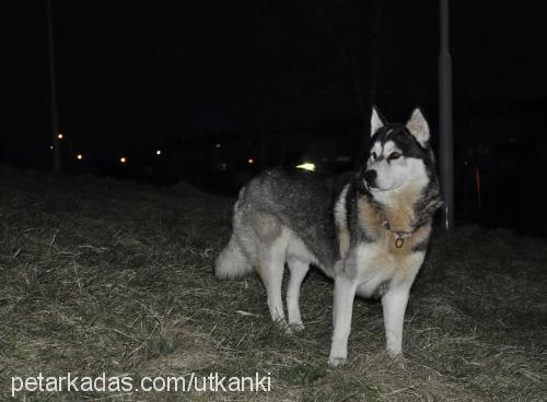 haşmet Erkek Alaskan Malamute