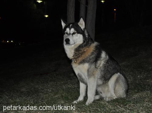 haşmet Erkek Alaskan Malamute