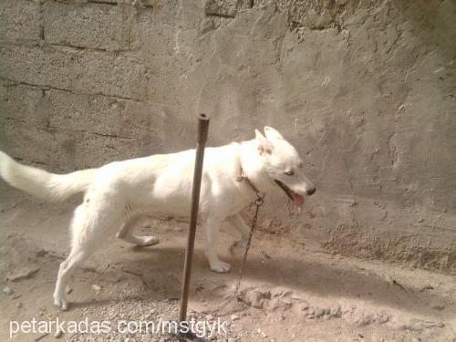 lola Dişi Sibirya Kurdu (Husky)