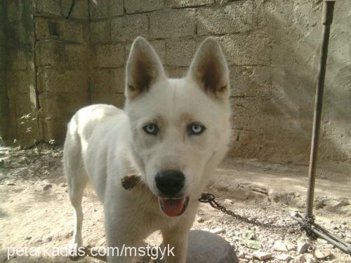 lola Dişi Sibirya Kurdu (Husky)