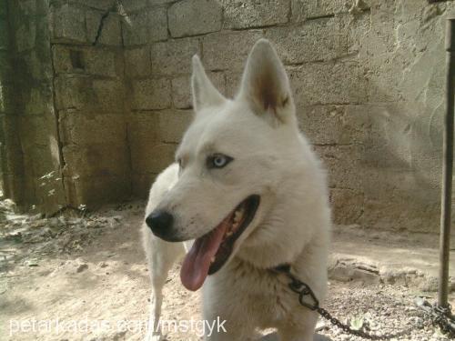 lola Dişi Sibirya Kurdu (Husky)