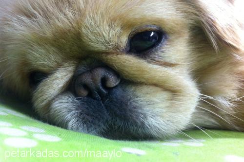 maylo Erkek Pekingese