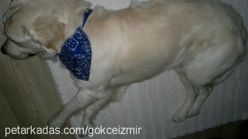 pasha Erkek Golden Retriever