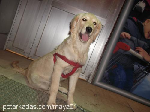 maya Dişi Golden Retriever