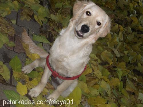 maya Dişi Golden Retriever