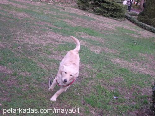 maya Dişi Golden Retriever