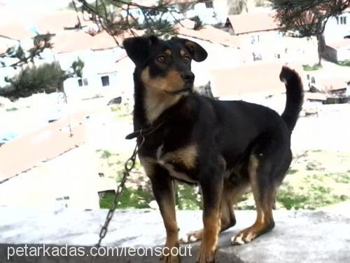 dante Erkek Rottweiler