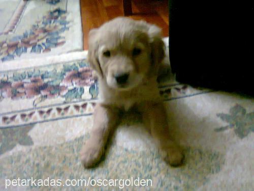 oscar Erkek Golden Retriever