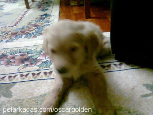 oscar Erkek Golden Retriever