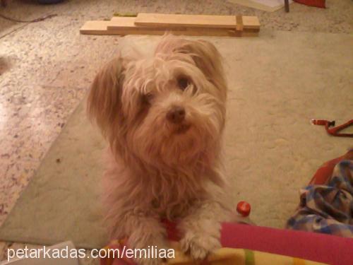 bulut Erkek West Highland White Terrier