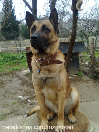 rüzgar Erkek Belçika Malinois