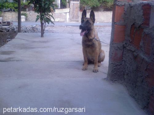 rüzgar Erkek Belçika Malinois