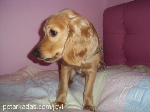 tarçın Erkek İngiliz Cocker Spaniel