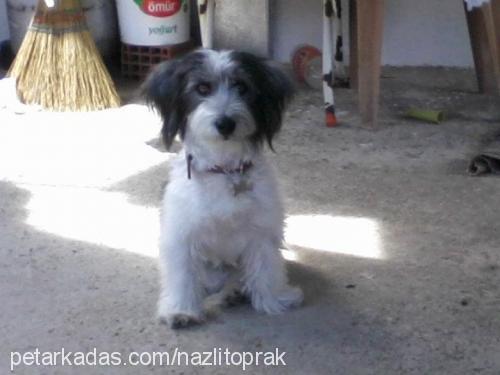 nazlı Dişi West Highland White Terrier