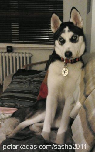 sasha Dişi Sibirya Kurdu (Husky)