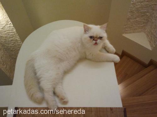 şımarık Dişi Exotic Shorthair