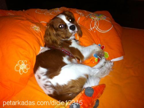 pupsy Erkek King Charles Spaniel