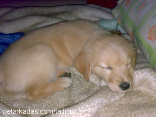 fıstık Dişi Golden Retriever