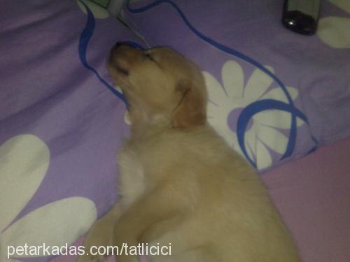 fıstık Dişi Golden Retriever