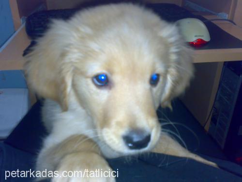 fıstık Dişi Golden Retriever