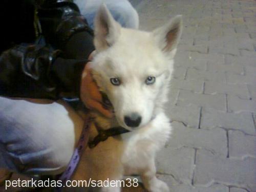 sadem Dişi Sibirya Kurdu (Husky)