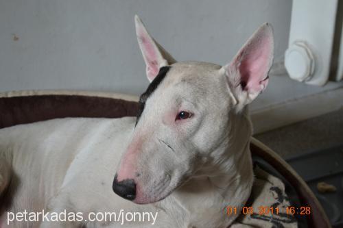 jonny Erkek Bull Terrier