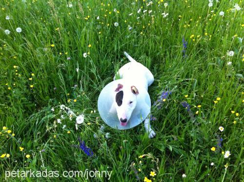 jonny Erkek Bull Terrier