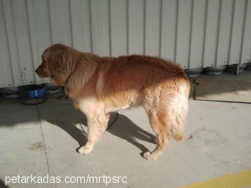 İzmir Erkek Golden Retriever