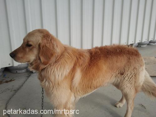 İzmir Erkek Golden Retriever