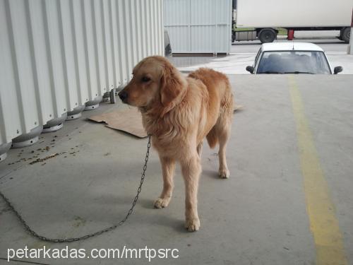 İzmir Erkek Golden Retriever